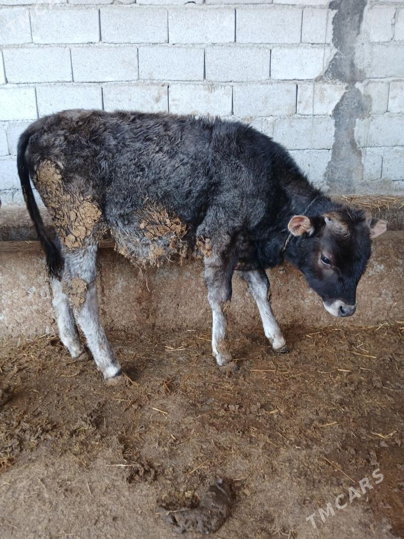 Okuzce - Гёкдепе - img 1