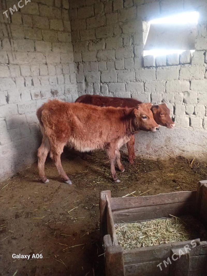 2 sany Tuwe - Бахарден - img 1