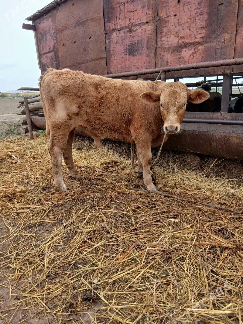 okuzce - Saýat - img 1