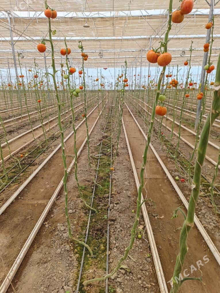 Satlyk teplisa ýyladyşhana - Aşgabat - img 1