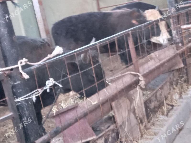 uly 15.mal. - Бузмеин - img 1