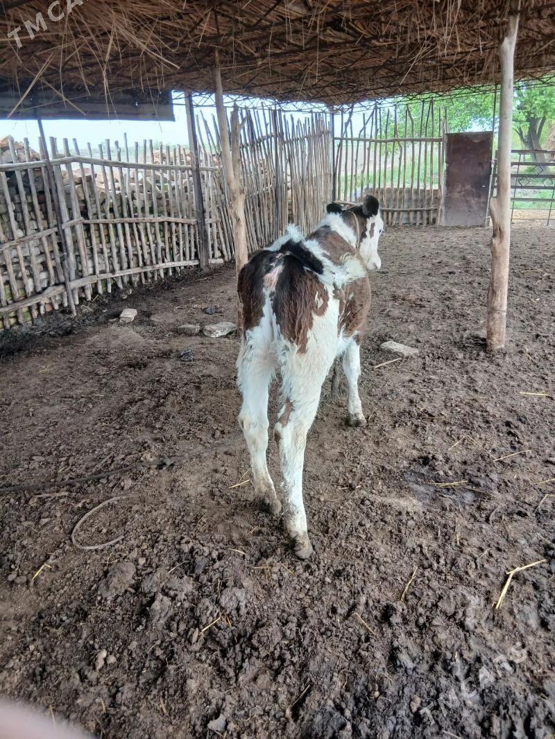 Gunajyn - Саят - img 1