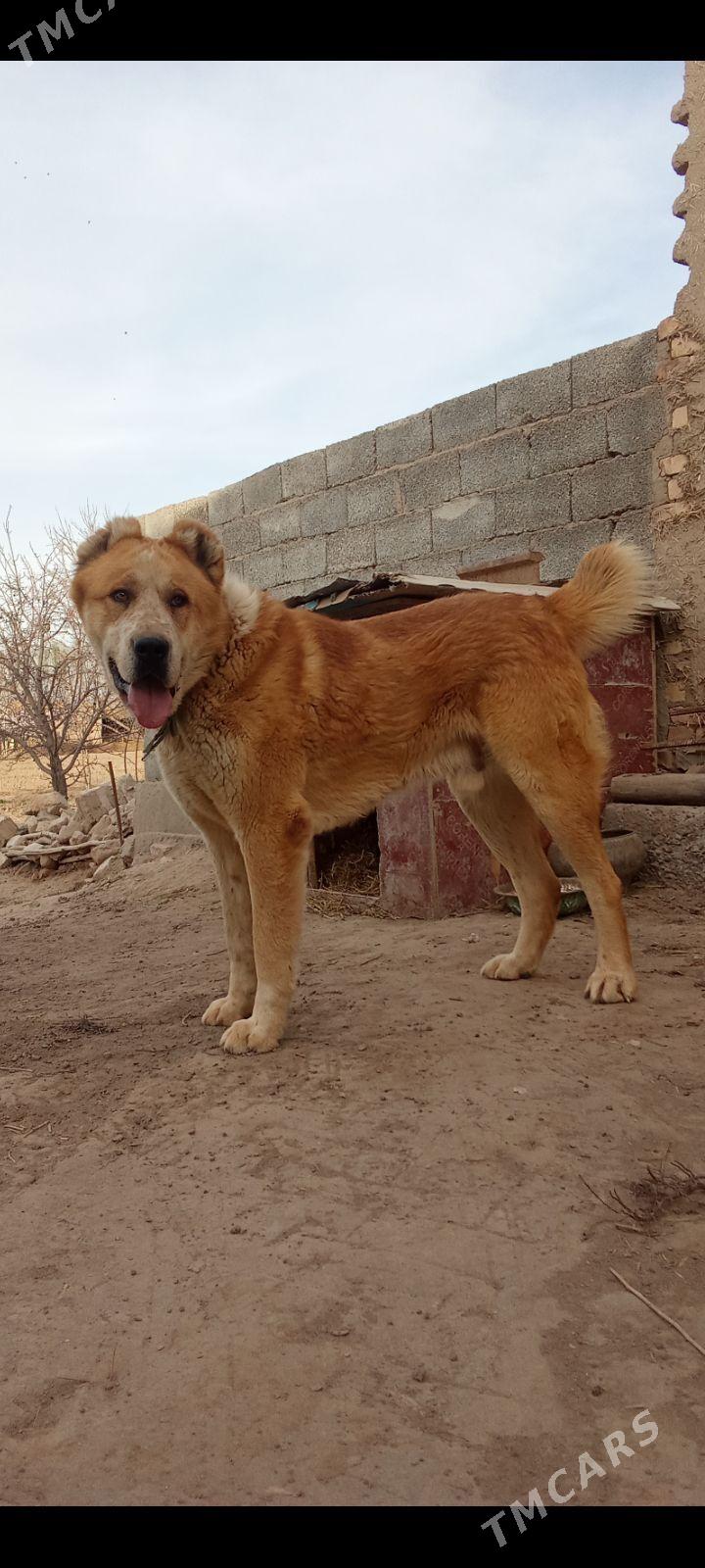 Boýnak Palawan - Daşoguz - img 1