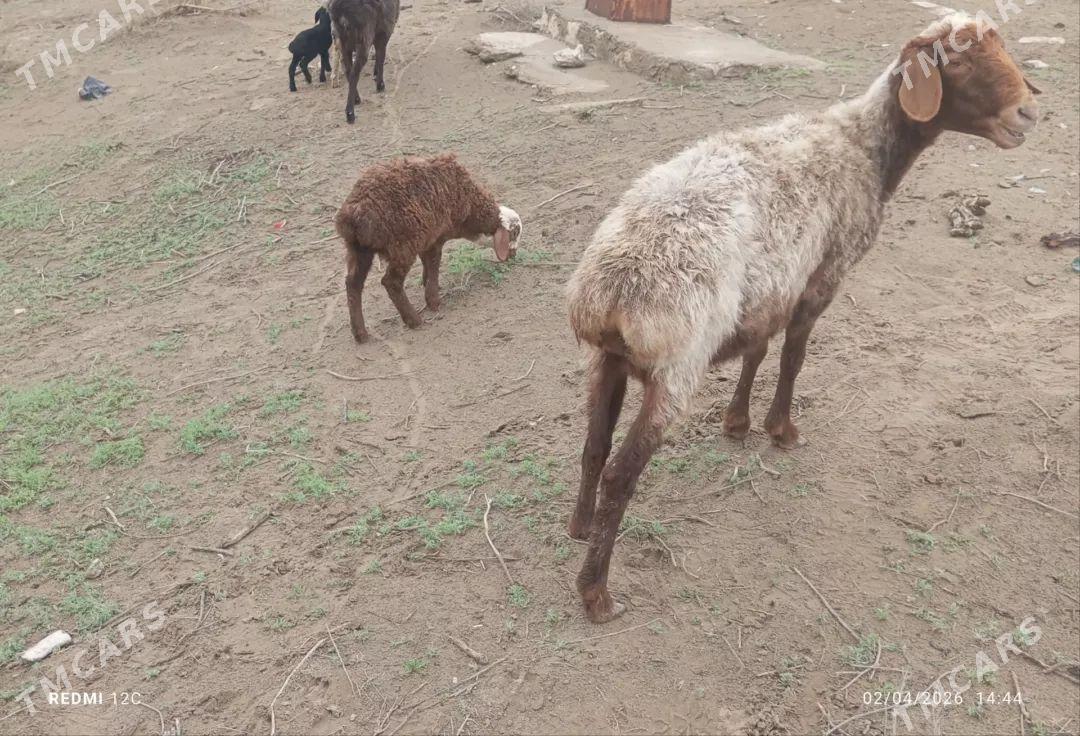 kuzuly koyunlar - Farap - img 1