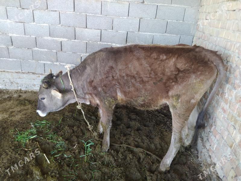 Tüwe - Бахарден - img 1