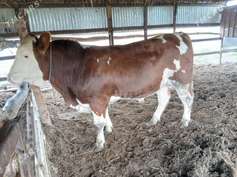 simental okuzçe - Saýat - img 1