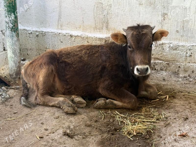 okuz - Hitrowka - img 1