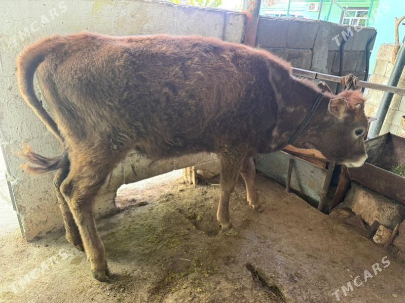 tuwe - Хитровка - img 1