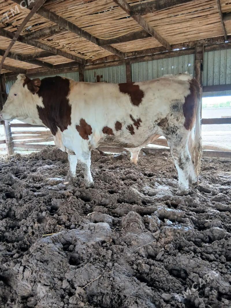 simental okuz - Saýat - img 1