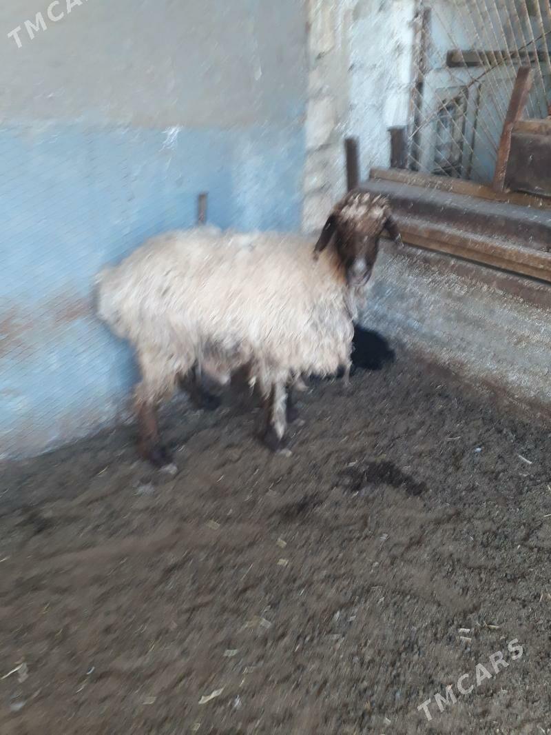 Guzuly goýun - Балканабат - img 1