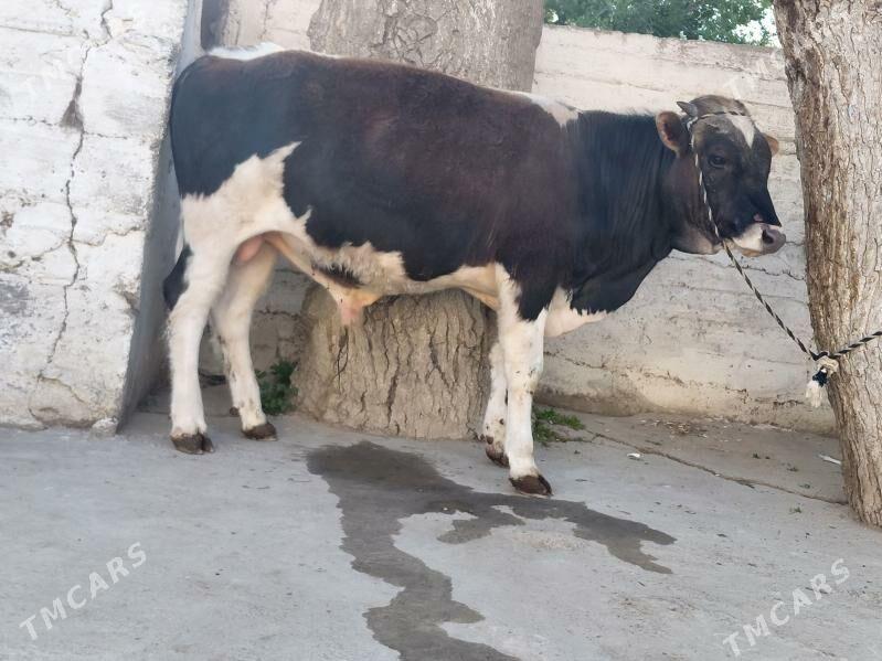 okuz - Ашхабад - img 1