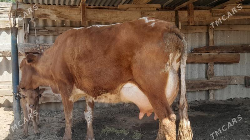 góleli - Векильбазар - img 1