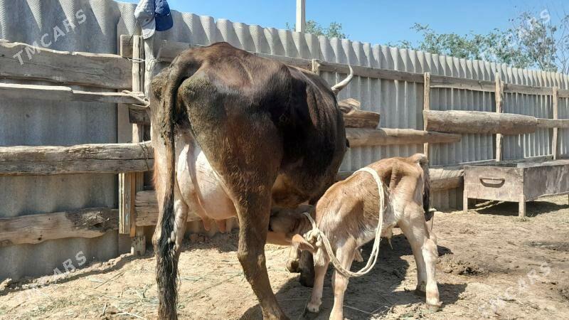 góleli - Векильбазар - img 1