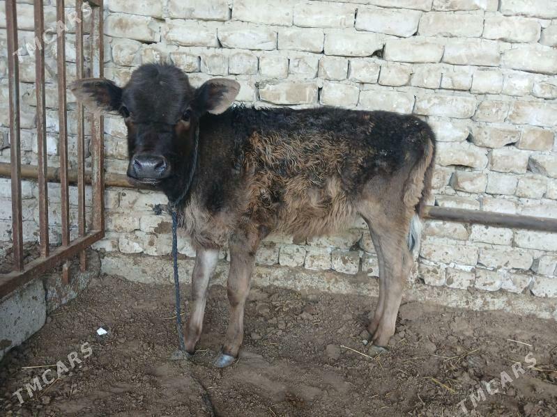 gole - Гёкдже - img 1