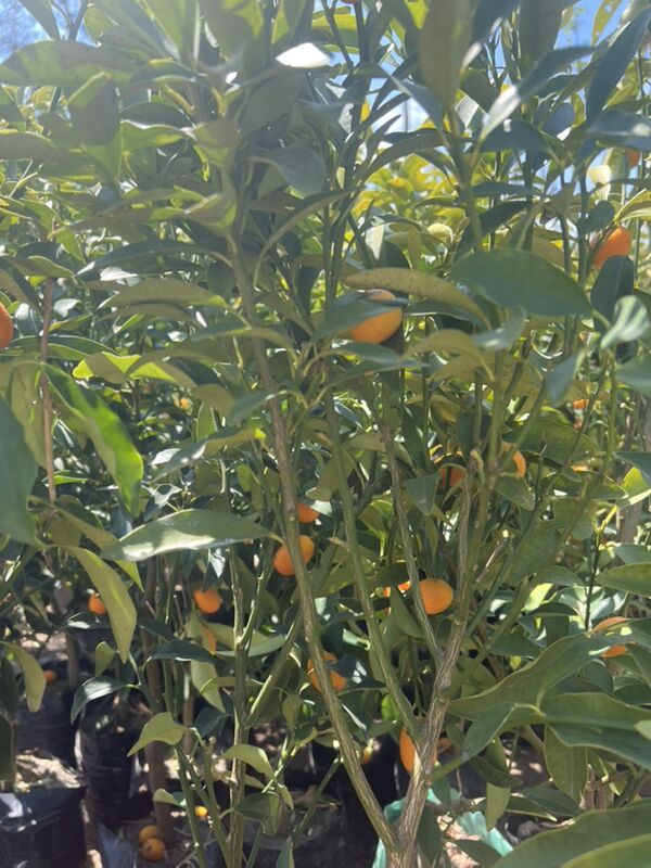 kumkuat  apelsin - Чоганлы - img 1