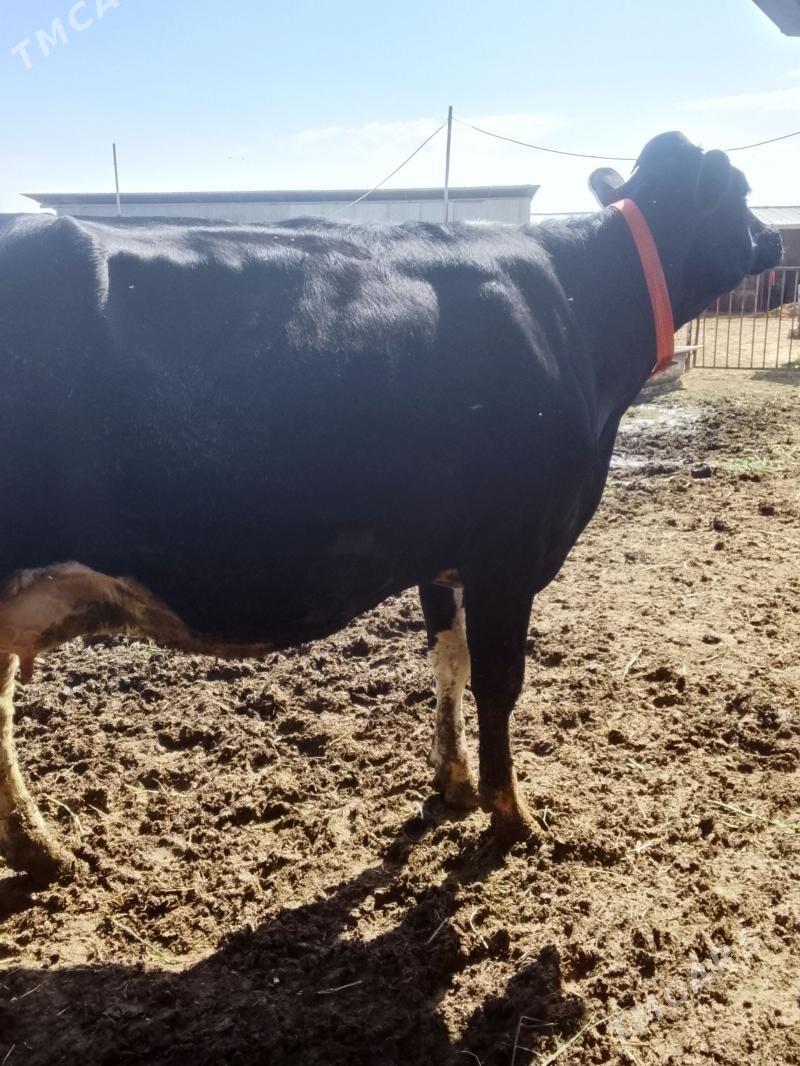 Ala sygyr Golşdeýn - Mary - img 1