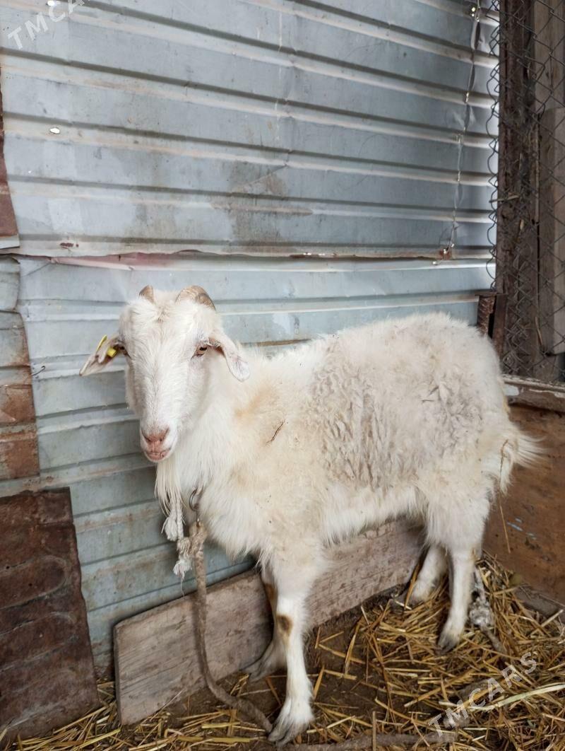 Poroda Angor - Türkmenabat - img 1