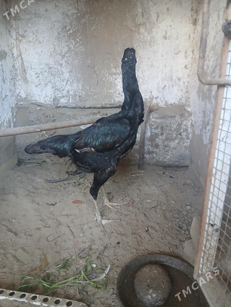 ТОВУК - Сакарчага - img 1