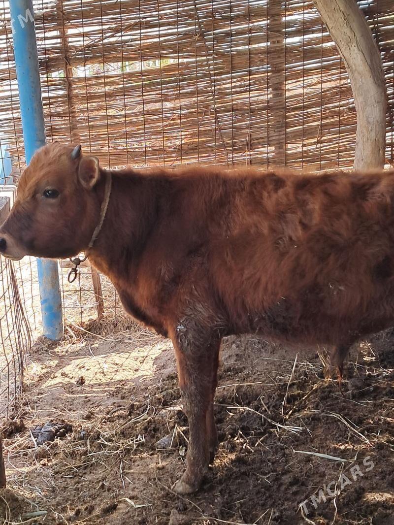 okuzce - Çärjew - img 1