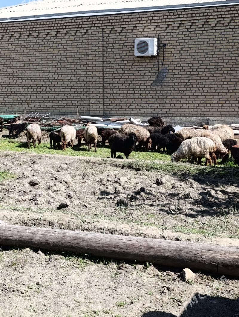 guzly goýun - Бахарден - img 1