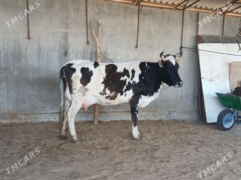 goleli - Wekilbazar - img 1