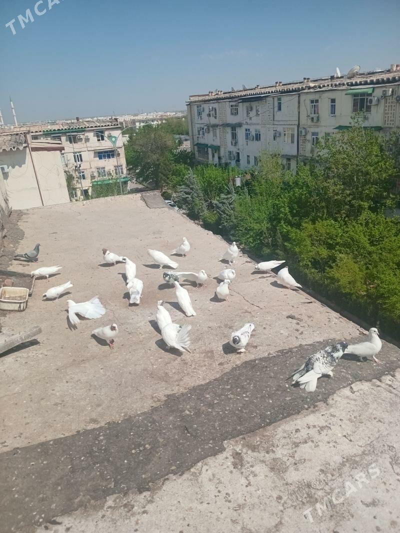 Satlyk guslar - Ашхабад - img 1