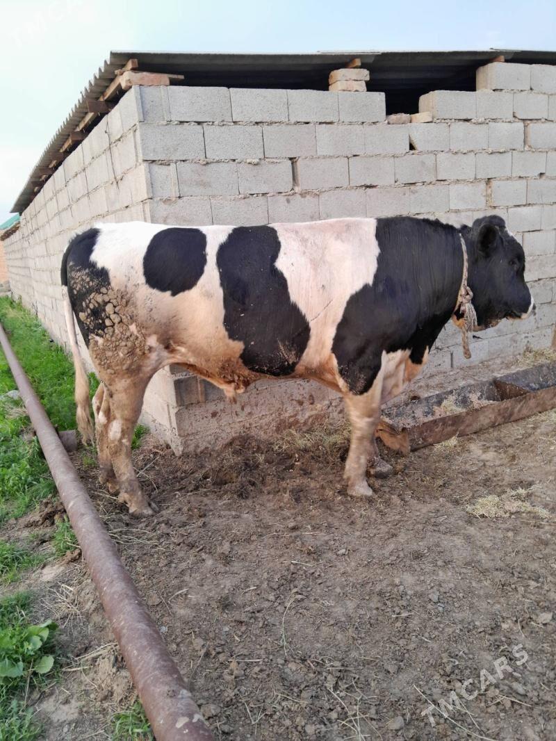 galsteyin okuz - Бахарден - img 1