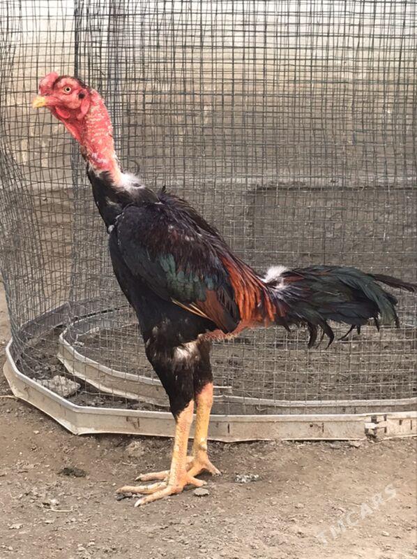 taskent - Aşgabat - img 1