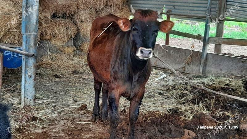 Satlyk sygyrlar - Чарджоу - img 1