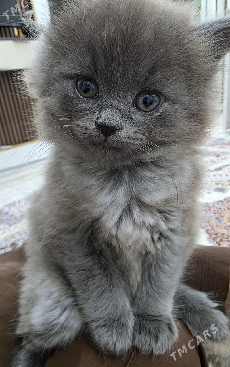 pisijekler - Mary - img 1