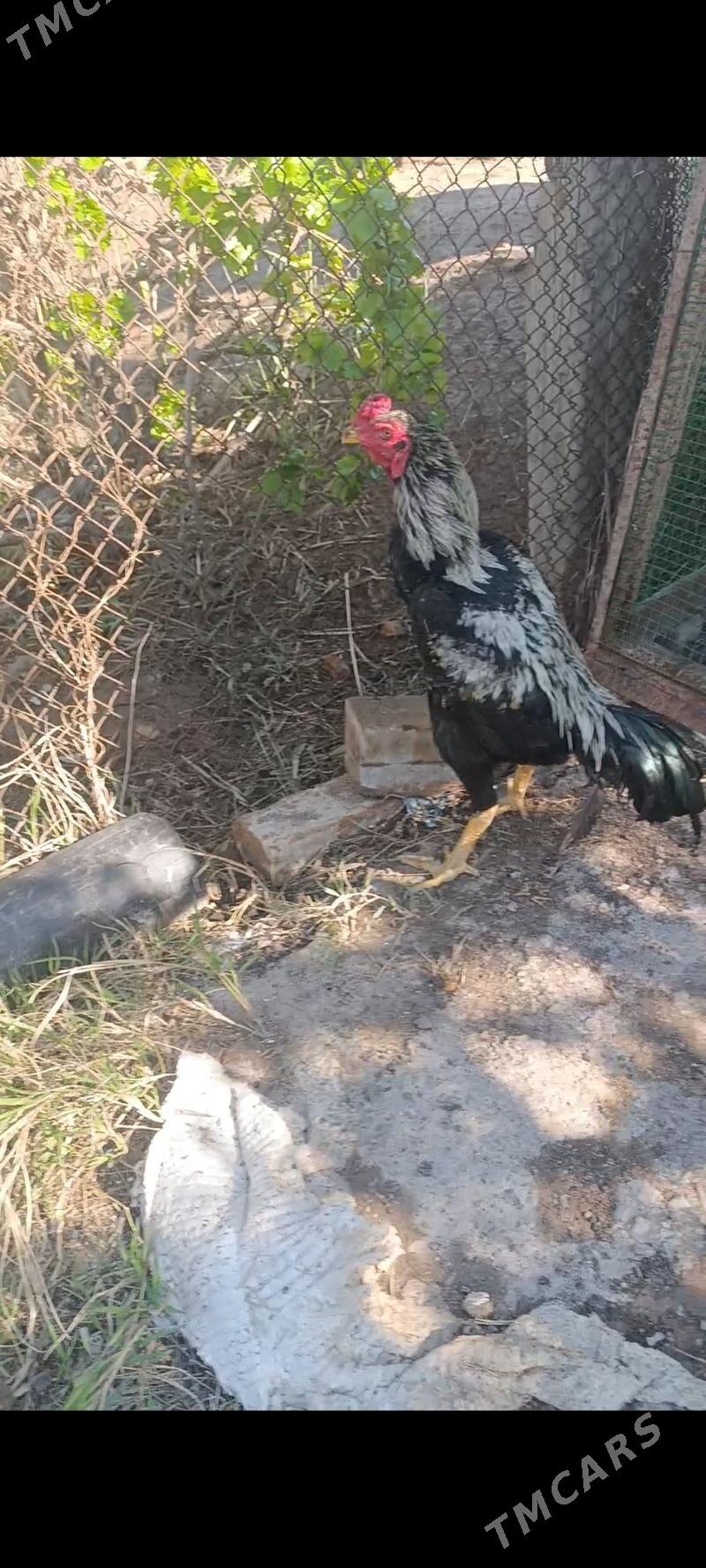 horaz - Чарджоу - img 1