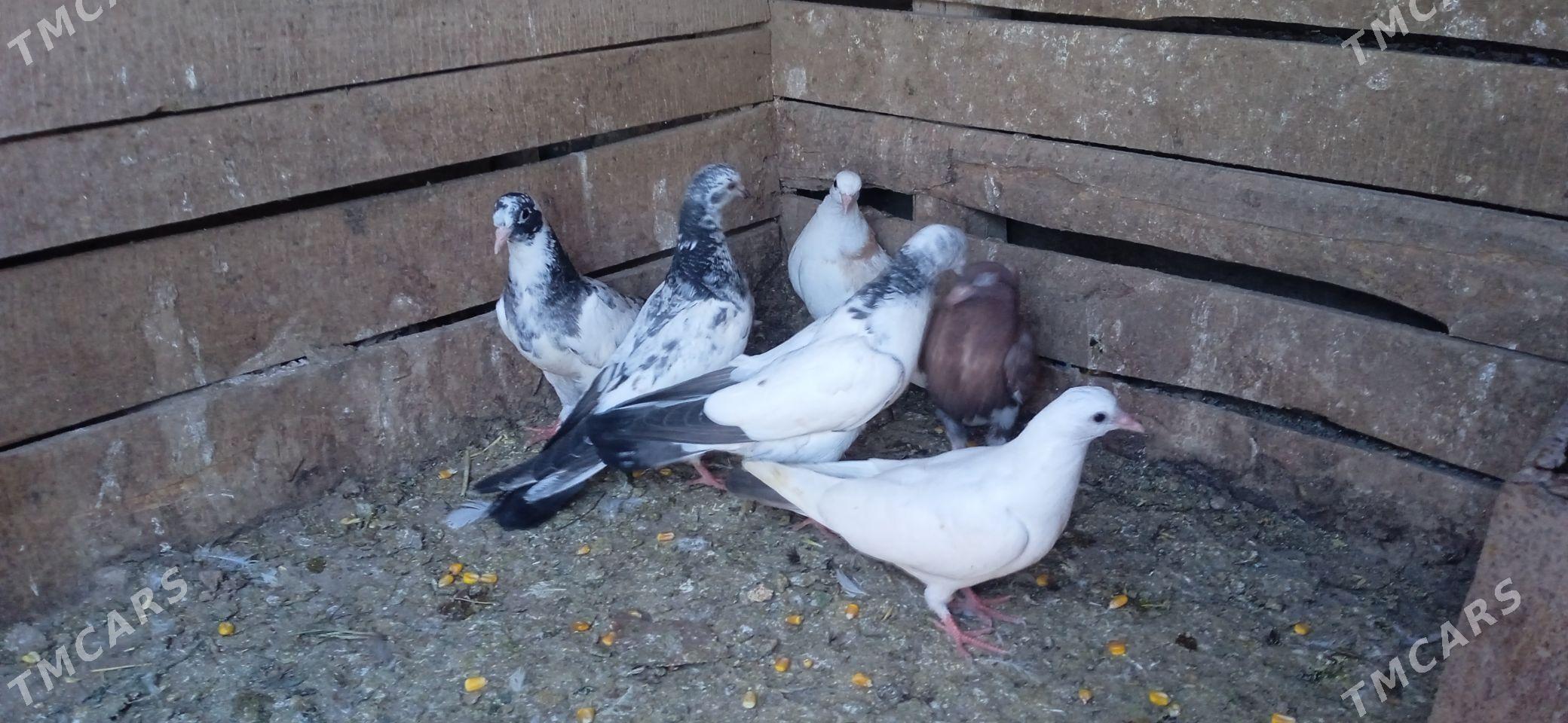 kepderi - Tejen - img 1