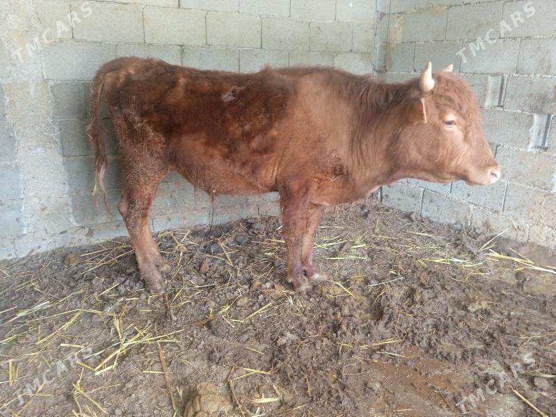 öküz okuz - Кипджак - img 1