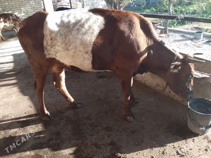 goleli sygyr - Бабадайхан - img 1