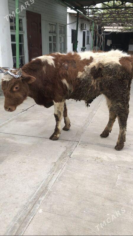 okuz - Aşgabat - img 1