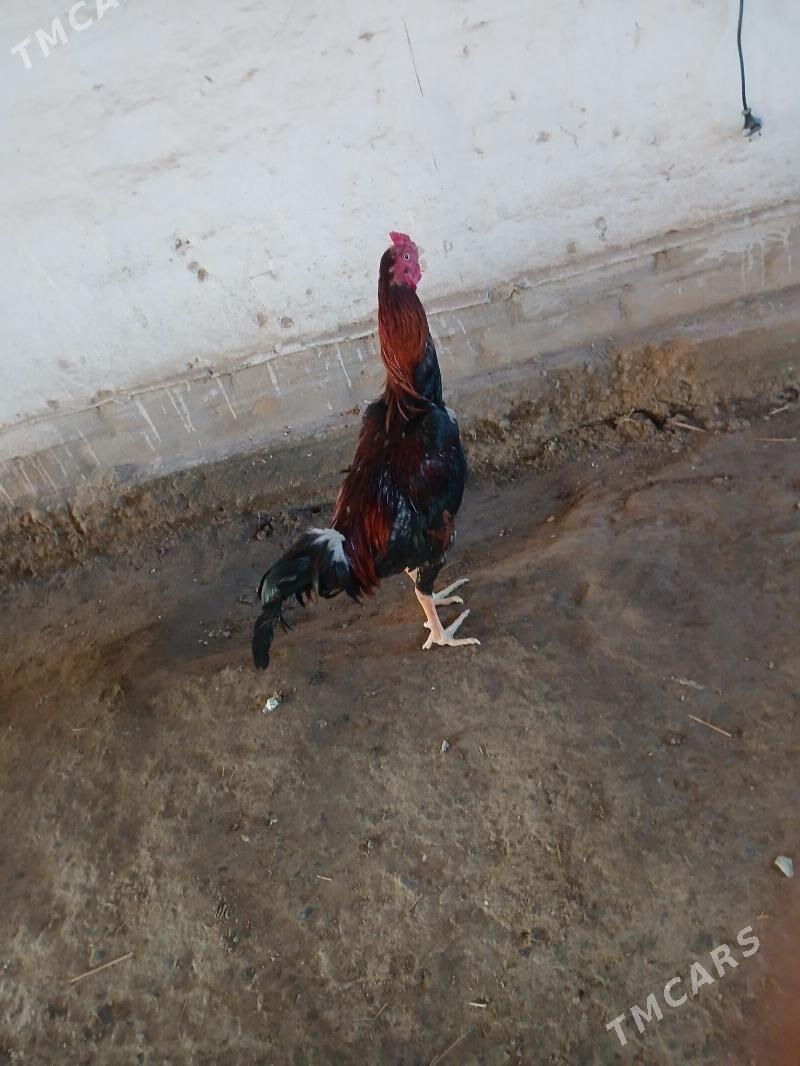 Horaz - Dänew - img 1