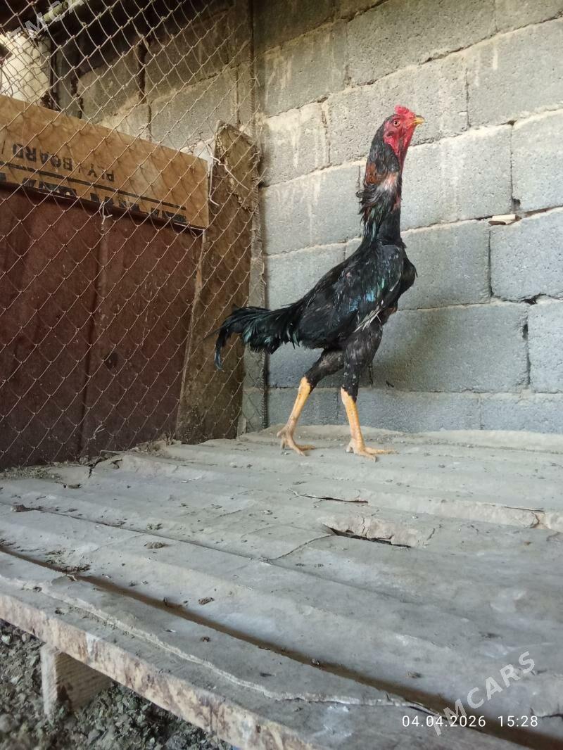 Taşkent horaz - Garadamak Şor - img 1