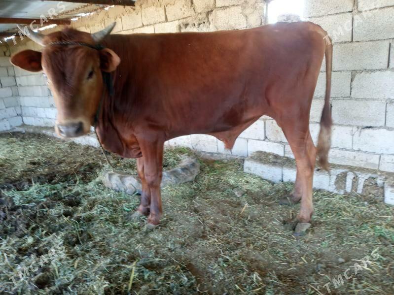 Okuz - Babadaýhan - img 1