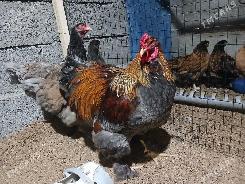 blu brama - Гёкдепе - img 1