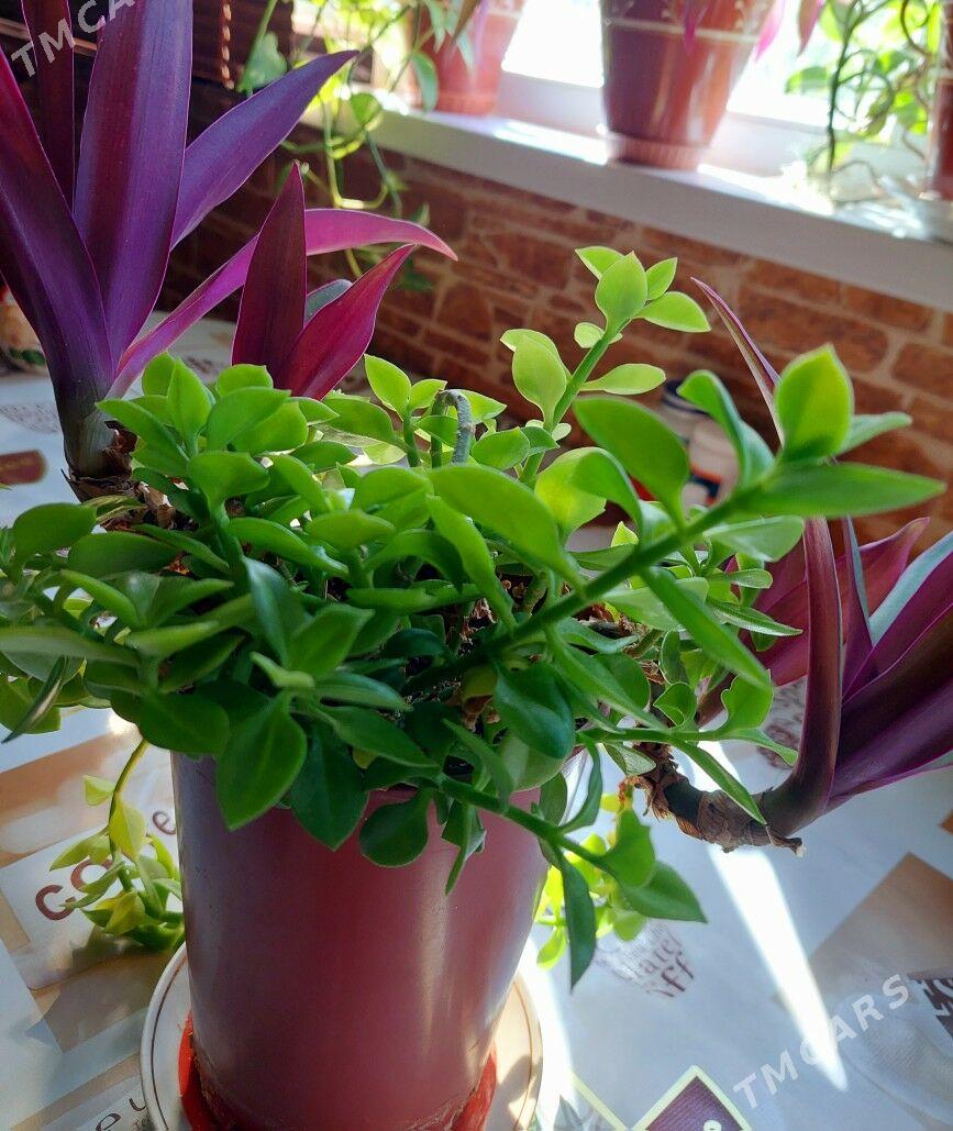 цветок - Aşgabat - img 1