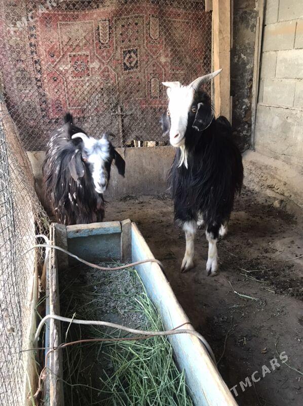 geci - Aşgabat - img 1