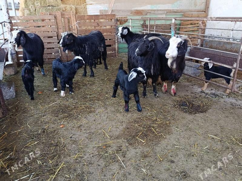 owlakly geçi - Ашхабад - img 1