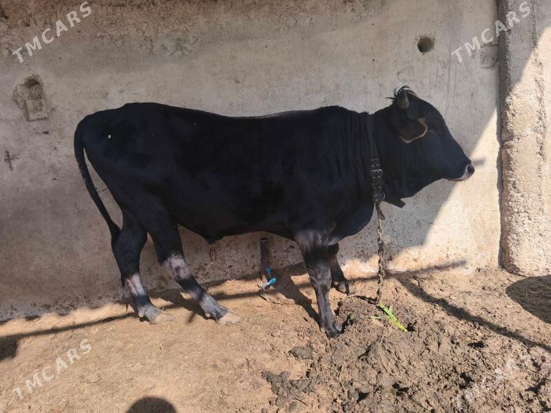 Okuz - Aşgabat - img 1