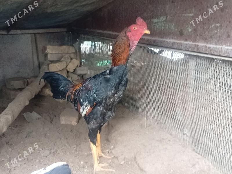 baysy juje - Saýat - img 1