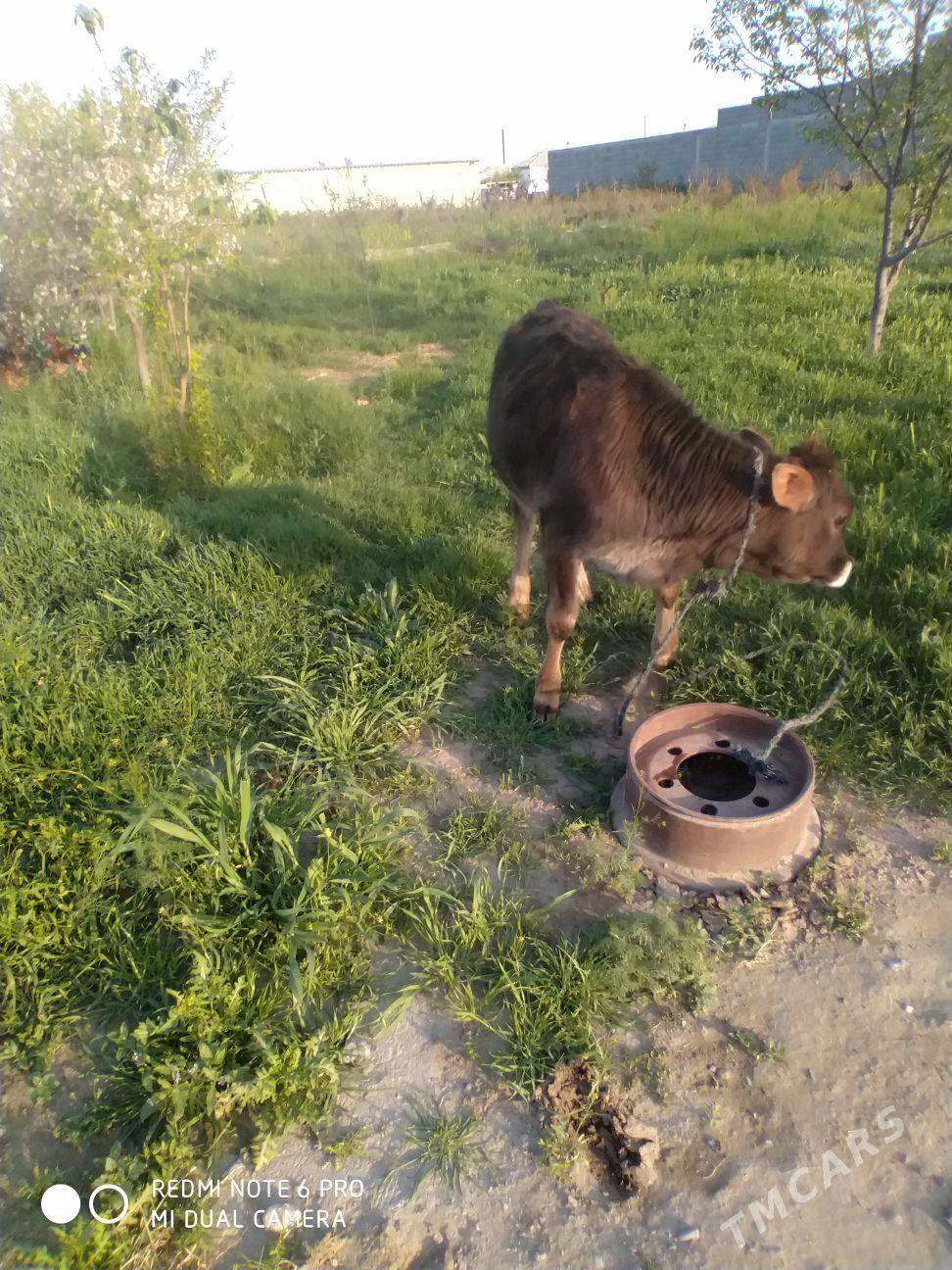 tuwe - Гёкдепе - img 1