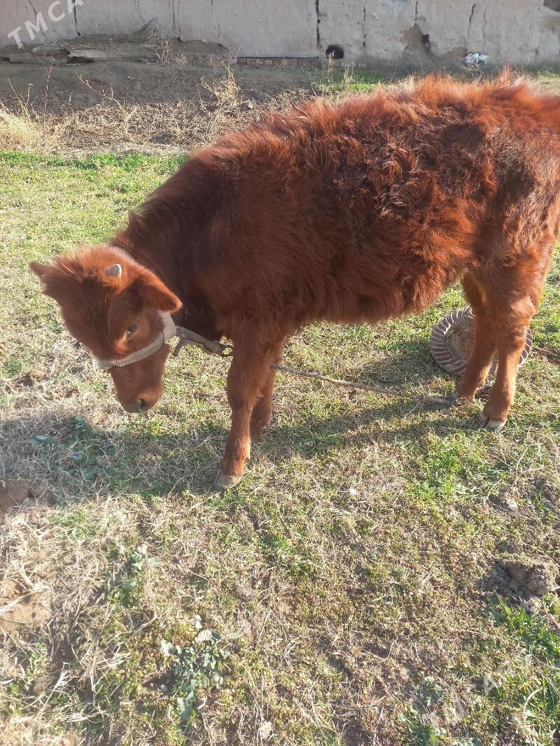 hojekli inek - Керки - img 1