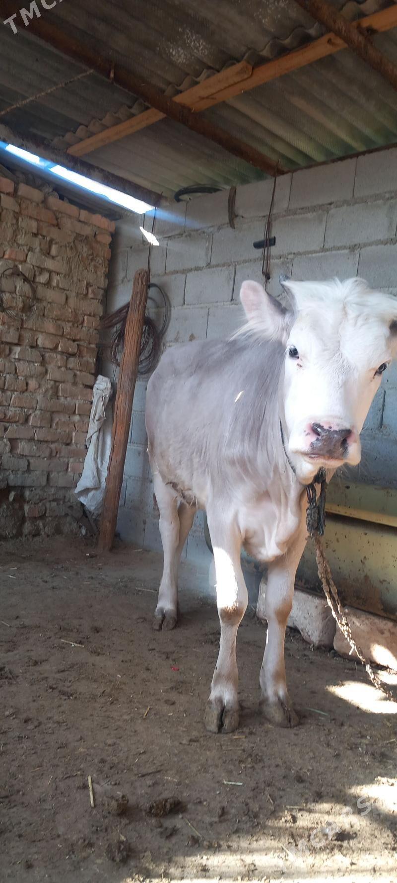 tuwe - Бахарден - img 1