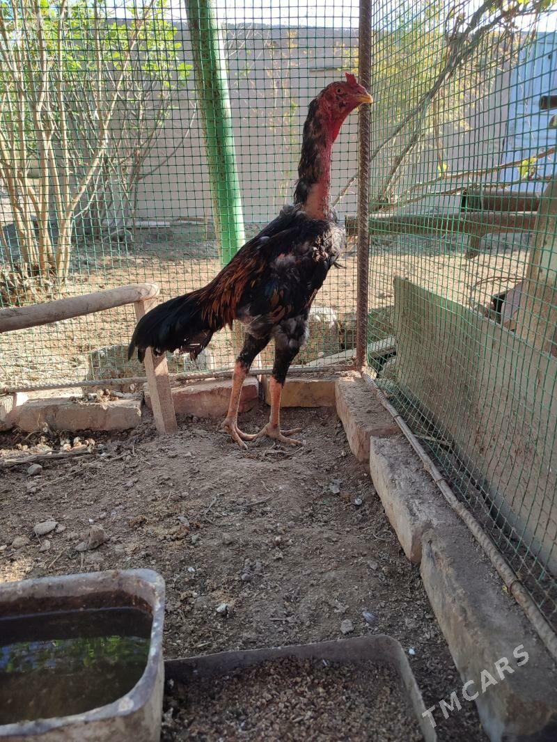 baysok - Dänew - img 1