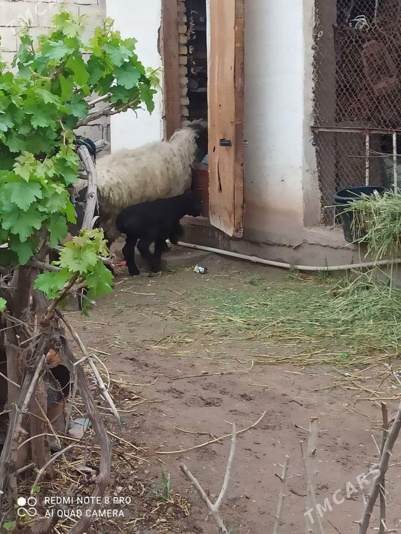 guzuly goyun - Теджен - img 1