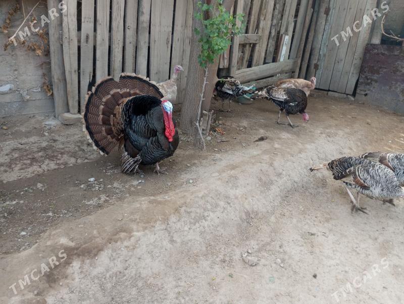 самиз индуклар - Türkmenabat - img 1